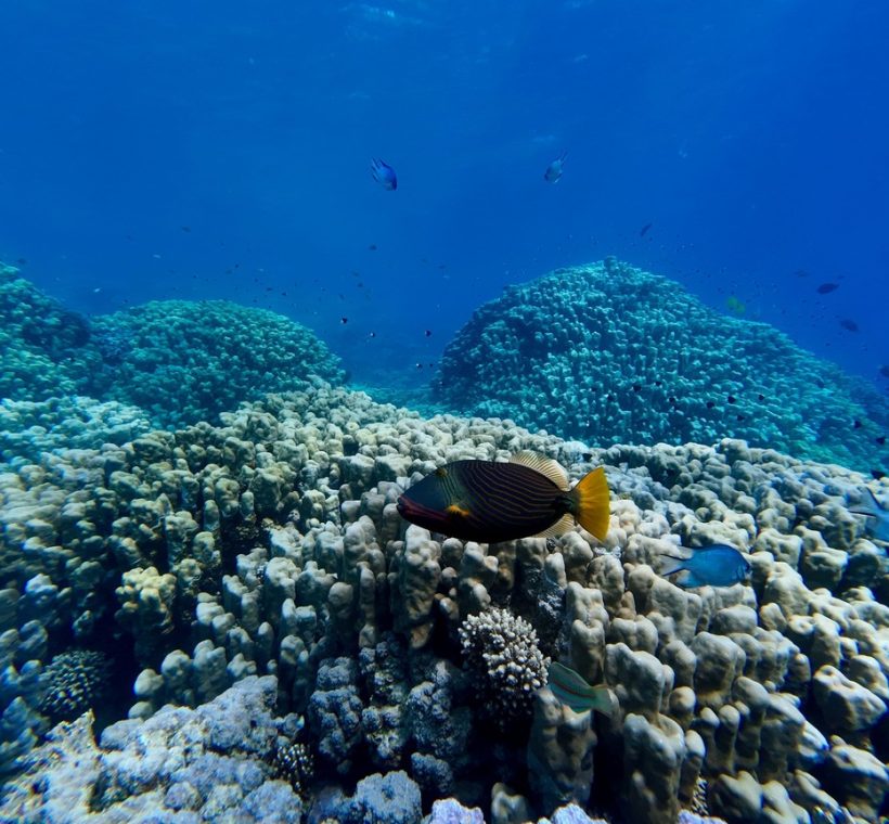 A snorkeler photographing a coral garden with parrotfish in Malindi Marine National Park, Kenya