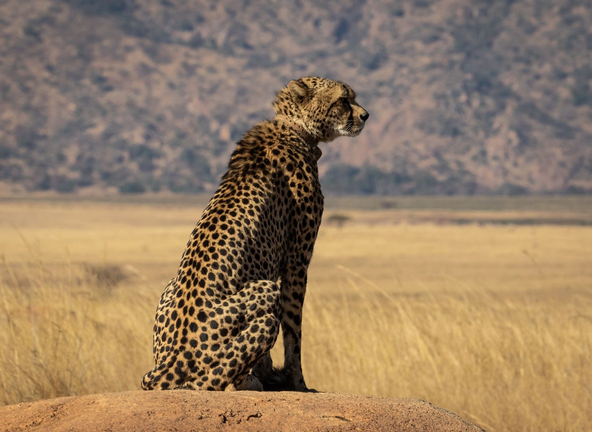 A leopard resting in a tree in Mara North Conservancy, Kenya, with open savannah and acacia woodland in the background