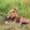 Masai Mara