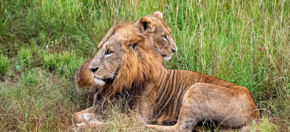 Masai Mara
