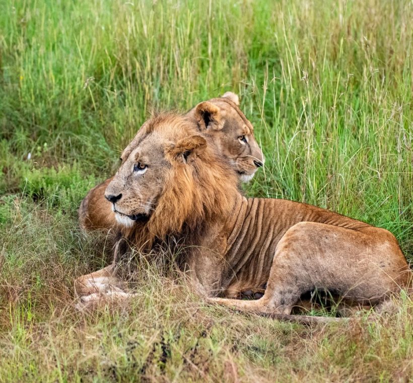 Masai Mara
