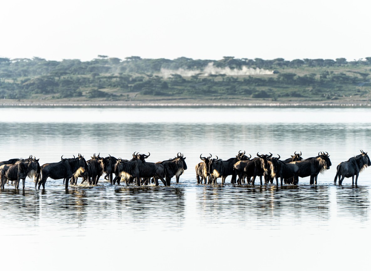 Masai Mara ecosystem