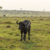 Tented safari camp with canvas rooms on Ngama Hills overlooking Masai Mara grassland at golden hour