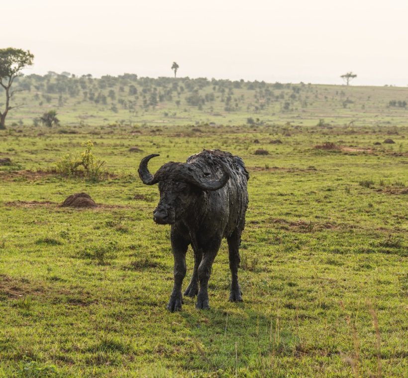 Tented safari camp with canvas rooms on Ngama Hills overlooking Masai Mara grassland at golden hour
