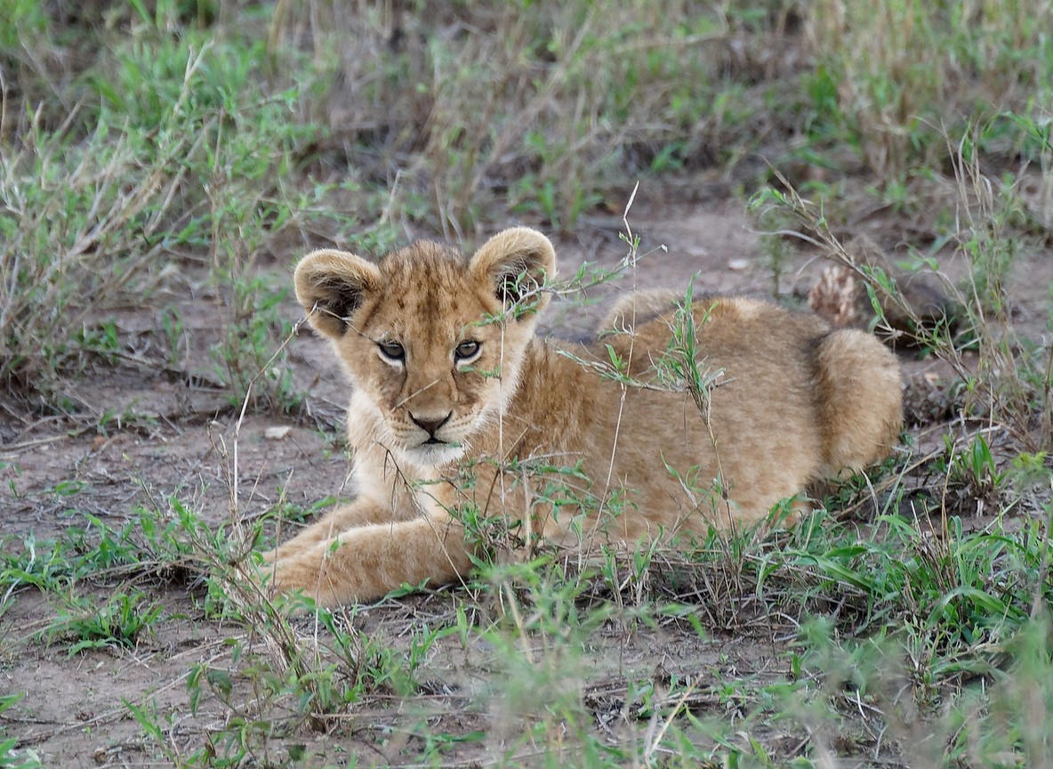 Family enjoying poolside relaxation at a Masai Mara safari camp in the afternoon