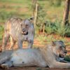 Masai Mara Kenya, golden afternoon light