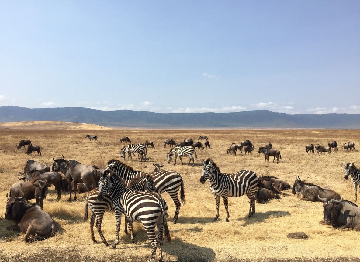 Wildebeest herds crossing a river between grassland on both the Kenyan and Tanzanian sides of the Mara ecosystem