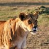 Masai Mara Kenya, savanna backdrop