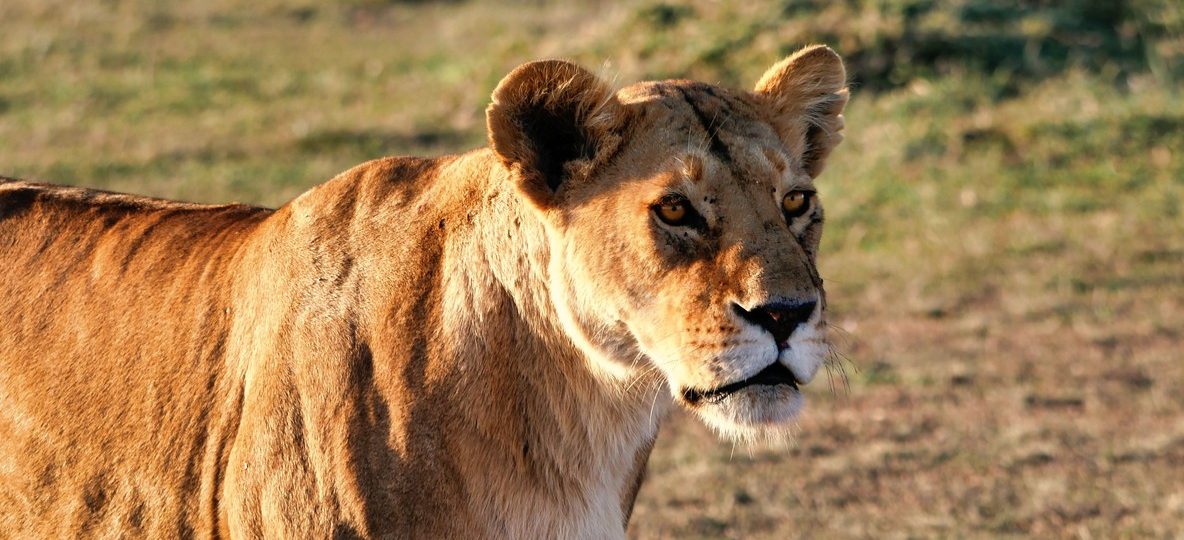 Masai Mara Kenya, savanna backdrop