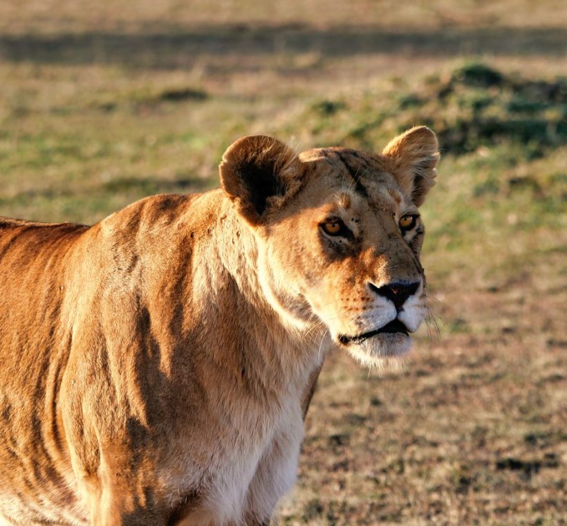 Masai Mara Kenya, savanna backdrop