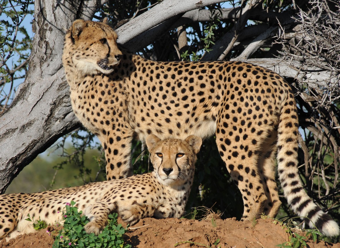 A game-viewing vehicle with two safari guests photographing a herd of elephants on the open Mara plains