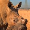 White rhino grazing on golden grassland at Lake Nakuru National Park, Rift Valley Kenya