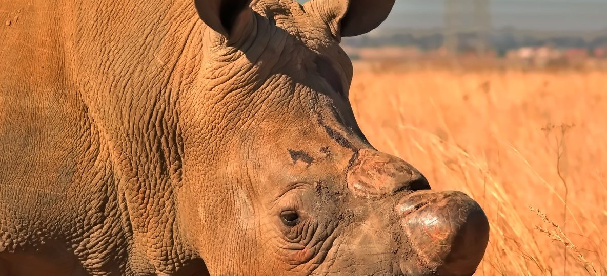 White rhino grazing on golden grassland at Lake Nakuru National Park, Rift Valley Kenya