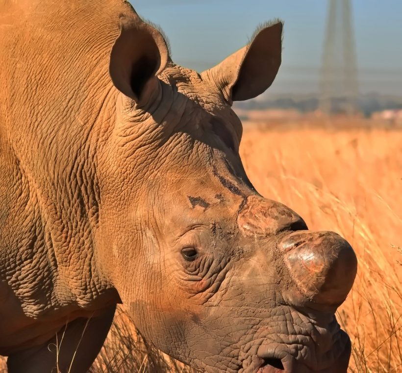 White rhino grazing on golden grassland at Lake Nakuru National Park, Rift Valley Kenya