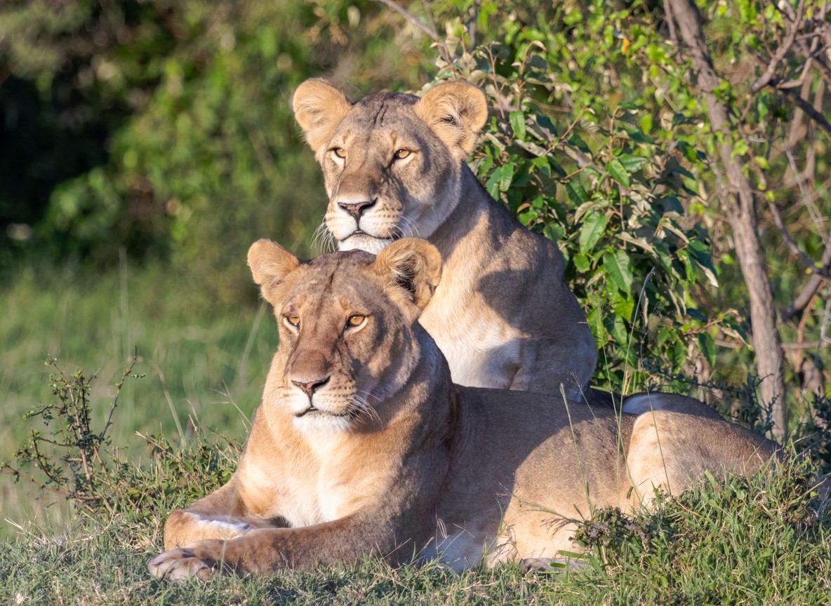 Lions resting on the open plains of the Masai Mara at sunset