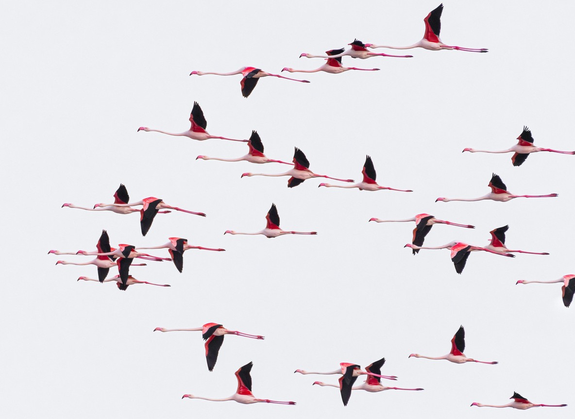A flock of flamingos in flight over Lake Nakuru, Rift Valley Kenya