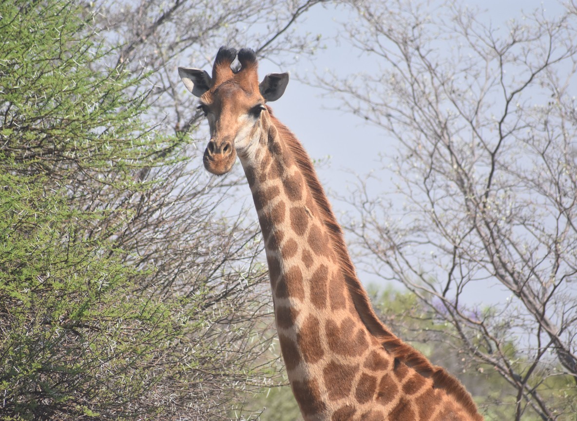 Rothschild's giraffe standing near the Rift Valley escarpment at Lake Nakuru