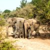 Masai Mara camera trap wildlife corridor elephant herd crossing the savanna