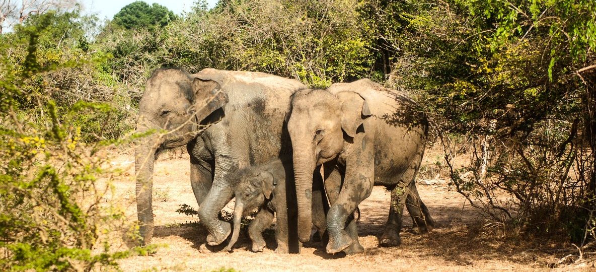 Masai Mara camera trap wildlife corridor elephant herd crossing the savanna