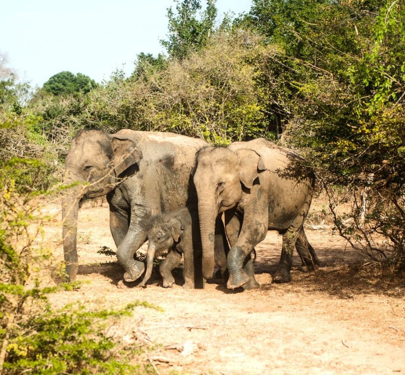 Masai Mara camera trap wildlife corridor elephant herd crossing the savanna
