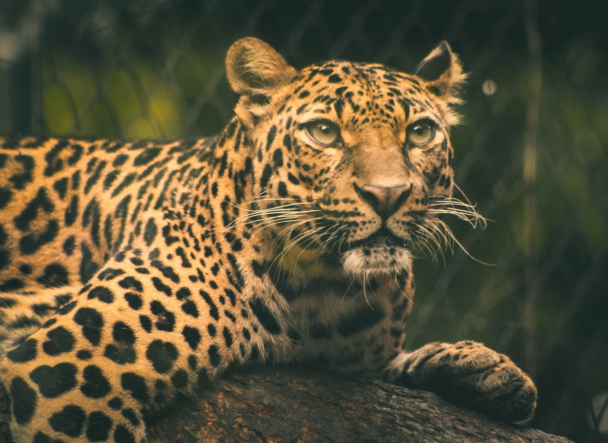 Leopard resting in riverine acacia tree along a Masai Mara wildlife corridor
