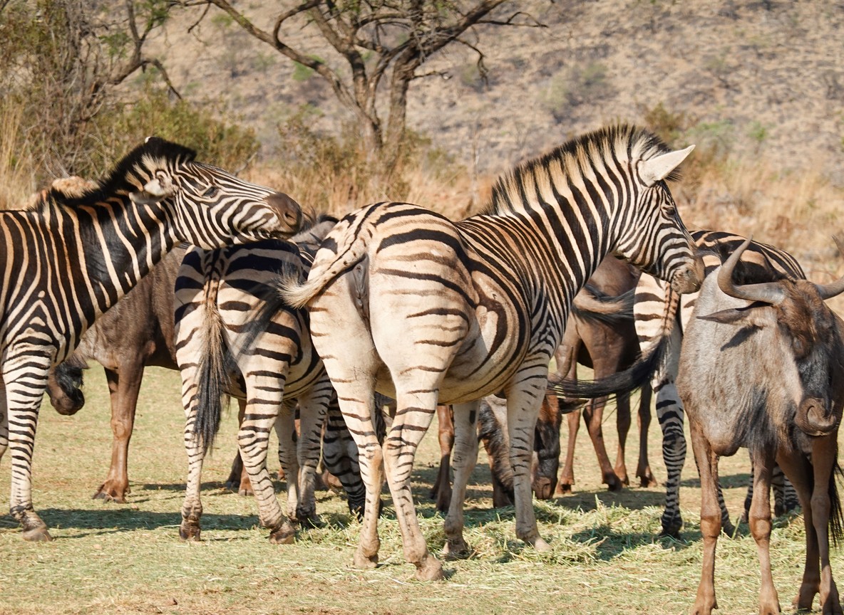 Wildebeest and zebra herd crossing the Mara River along the migration corridor