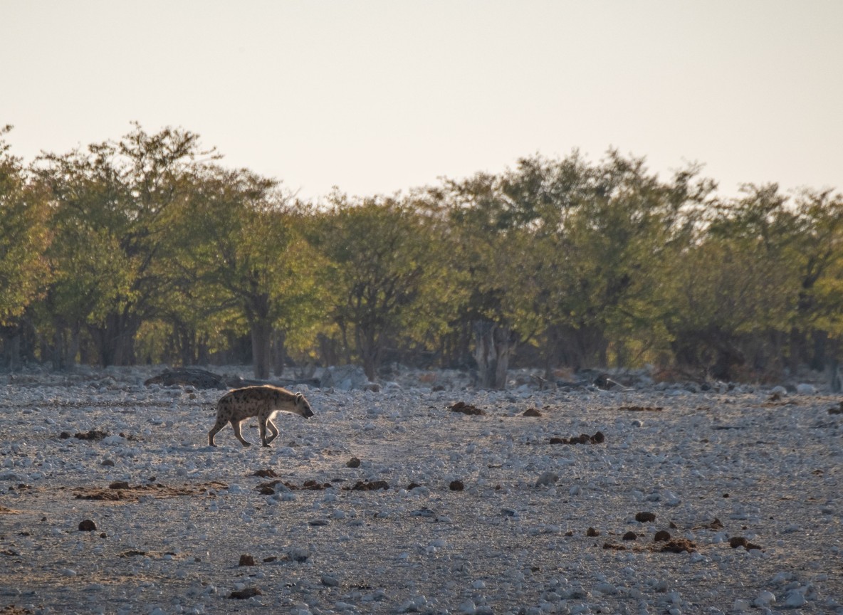 Spotted hyena crossing open savanna plains at dusk in the Masai Mara