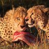 A female cheetah crouched low in golden grass scanning gazelle on Paradise Plains during a masai mara cheetah hunting story sighting in the Mara Triangle
