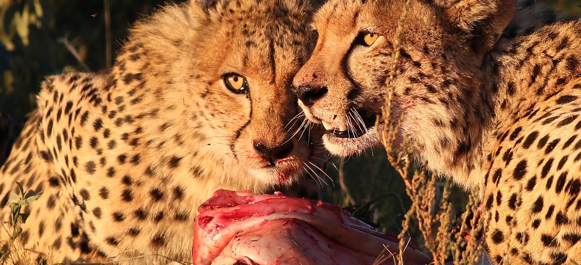 A female cheetah crouched low in golden grass scanning gazelle on Paradise Plains during a masai mara cheetah hunting story sighting in the Mara Triangle