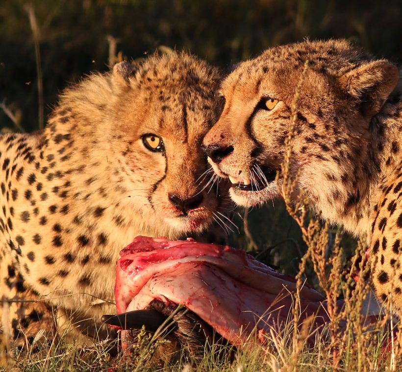 A female cheetah crouched low in golden grass scanning gazelle on Paradise Plains during a masai mara cheetah hunting story sighting in the Mara Triangle
