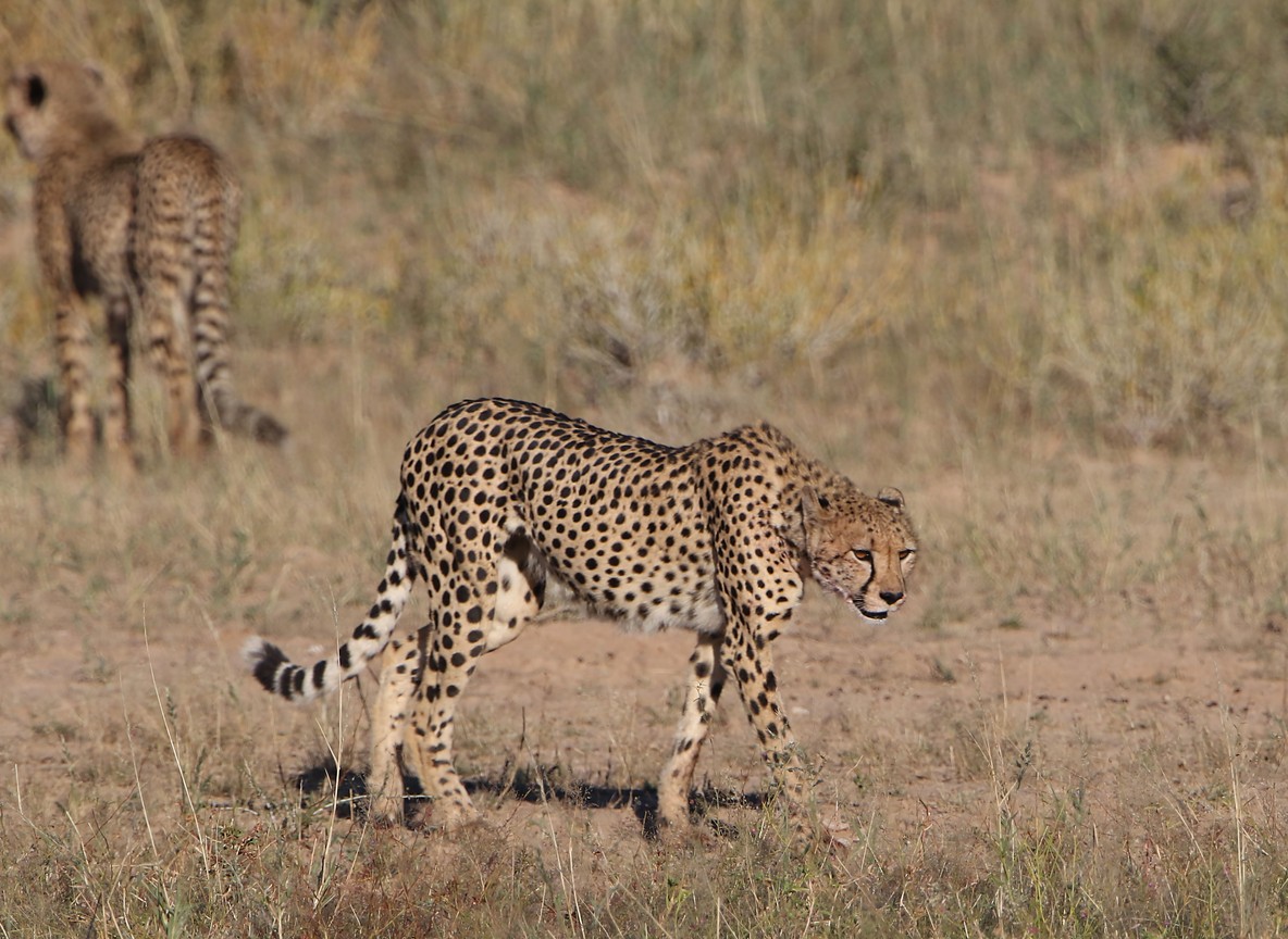 A cheetah in a low stalking crouch moving silently through golden grass toward gazelle prey in the Masai Mara