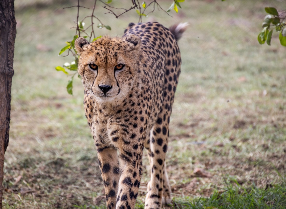 A cheetah feeding quickly on a fresh kill while scanning the horizon for lions and hyenas on the Masai Mara plains