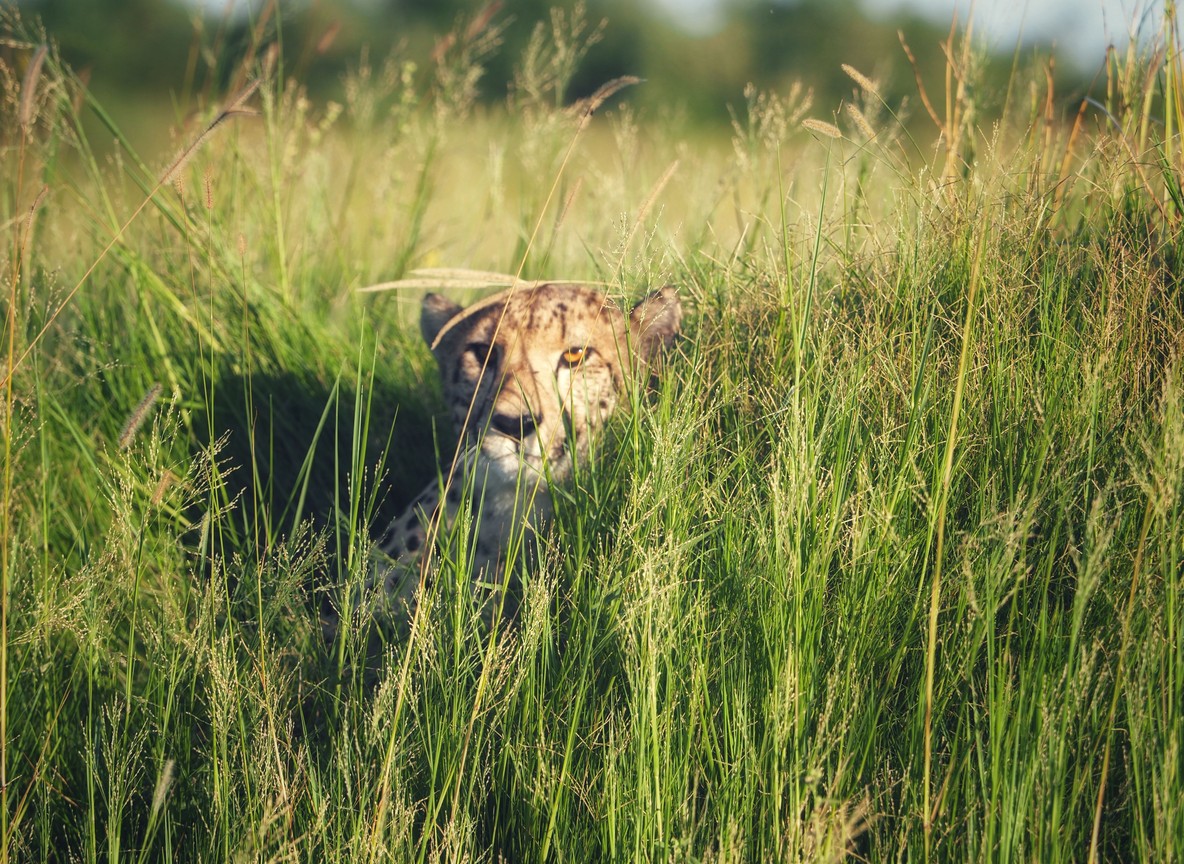 A safari vehicle parked at a respectful distance watching a cheetah on open plains in the Mara Triangle at sunrise