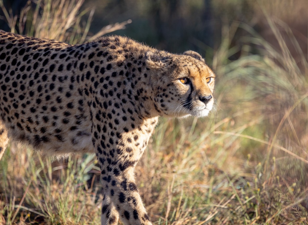 Spotlight night game drive in Mara North Conservancy showing a leopard in a tree