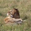 golden light -- trunktrails-masai-mara-conservancy-vs-reserve-1