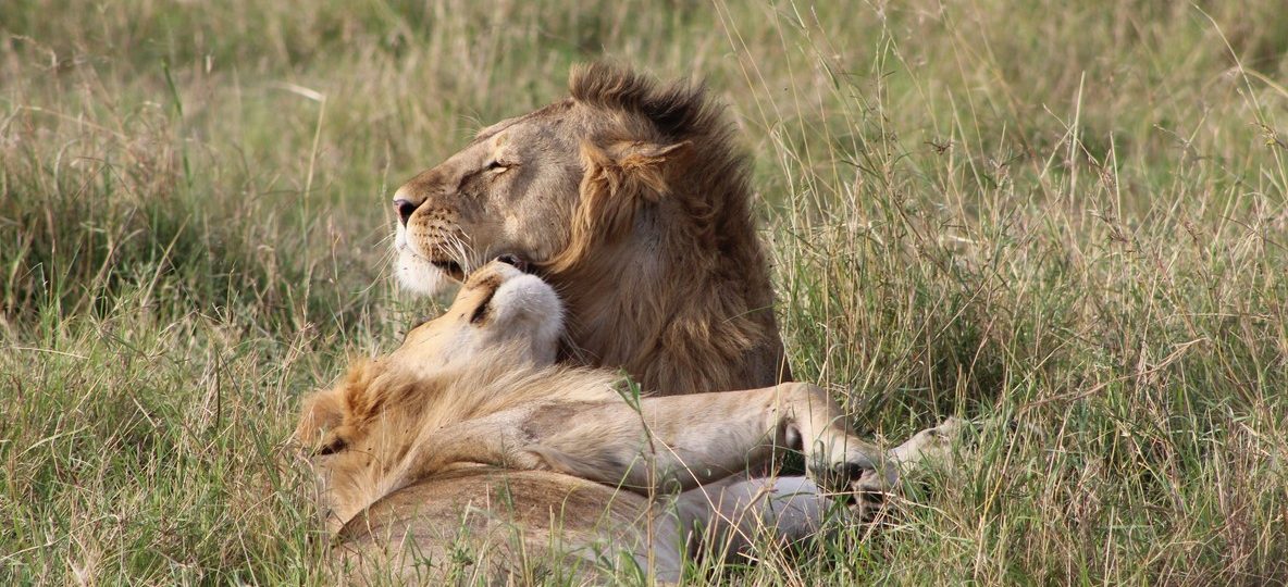 golden light -- trunktrails-masai-mara-conservancy-vs-reserve-1