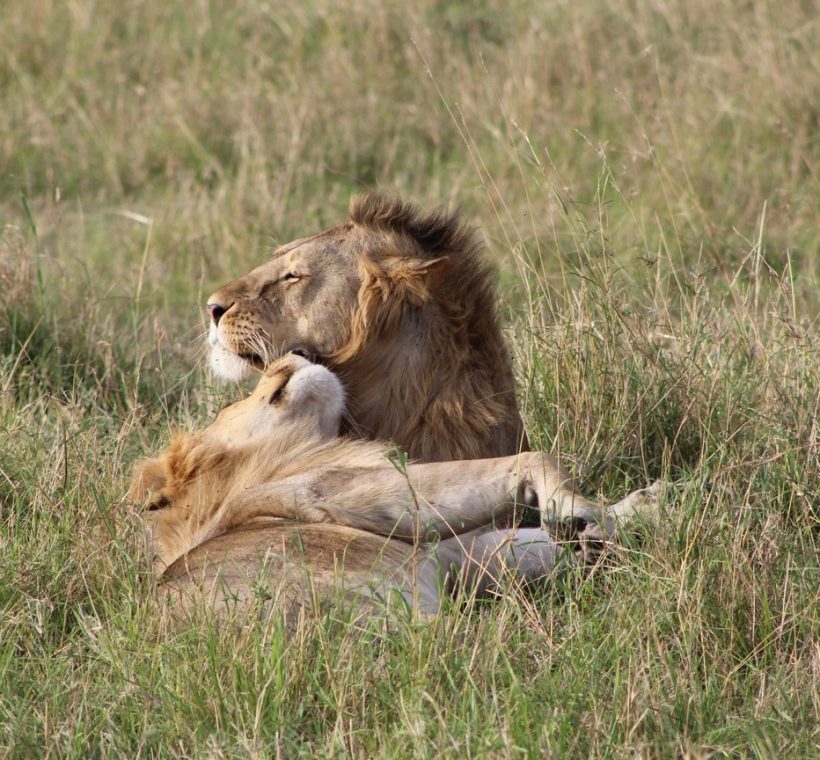 golden light -- trunktrails-masai-mara-conservancy-vs-reserve-1