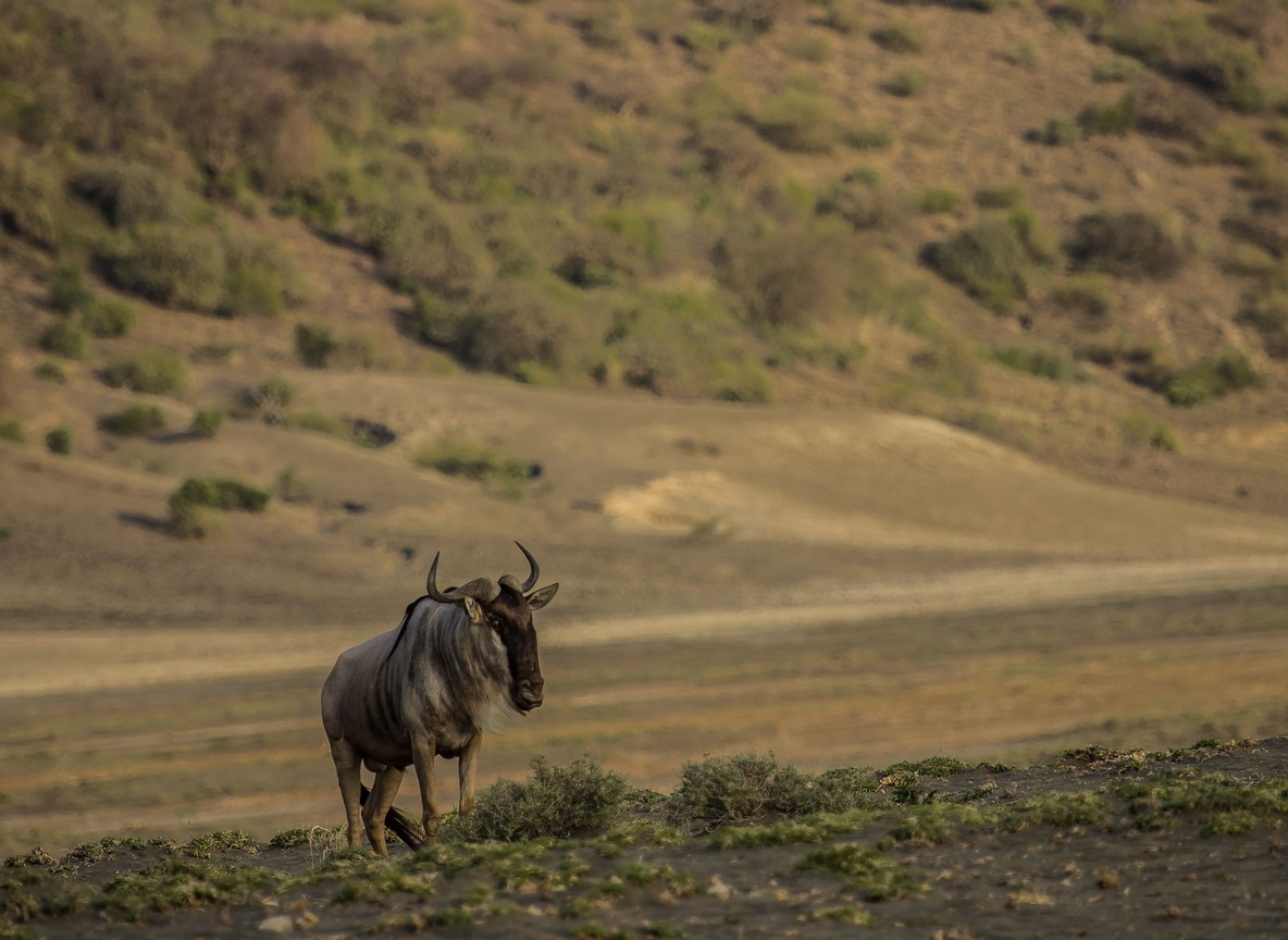 Open-sided safari vehicle off-road at close range to a resting lion pride in a private conservancy -- trunktrails-masai-mara-conservancy-vs-reserve-2