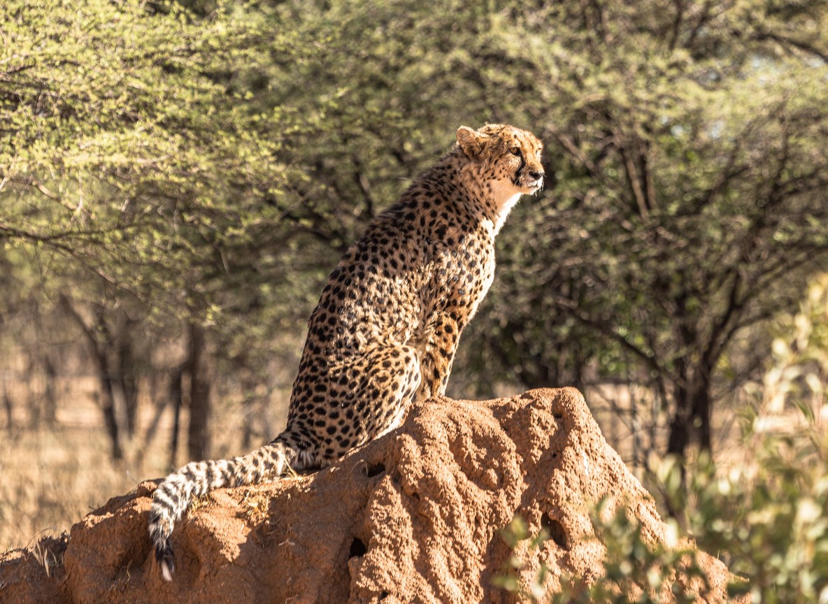 lanterns lit, no other camps visible -- trunktrails-masai-mara-conservancy-vs-reserve-3