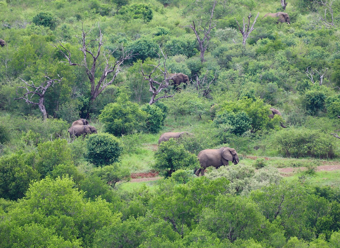 Guide and guests on a walking safari in Ol Kinyei Conservancy grassland at sunrise -- trunktrails-masai-mara-conservancy-vs-reserve-4