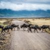 Wildebeest crossing the Mara River during the Great Migration in Masai Mara