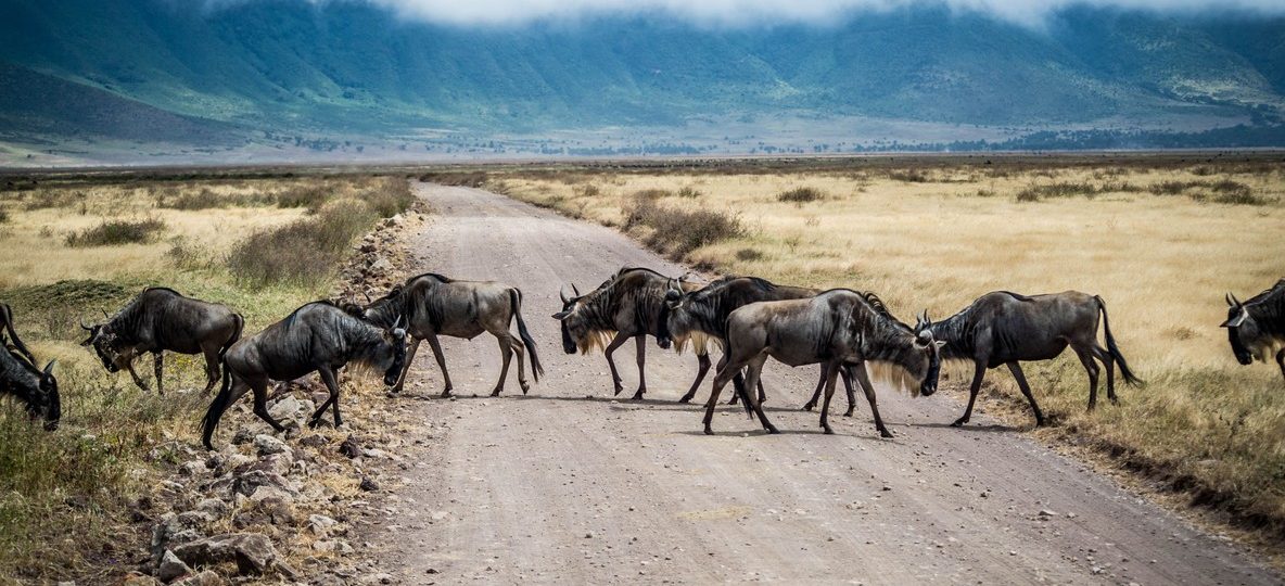 Wildebeest crossing the Mara River during the Great Migration in Masai Mara