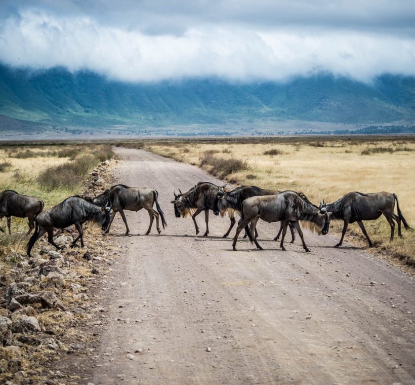Wildebeest crossing the Mara River during the Great Migration in Masai Mara