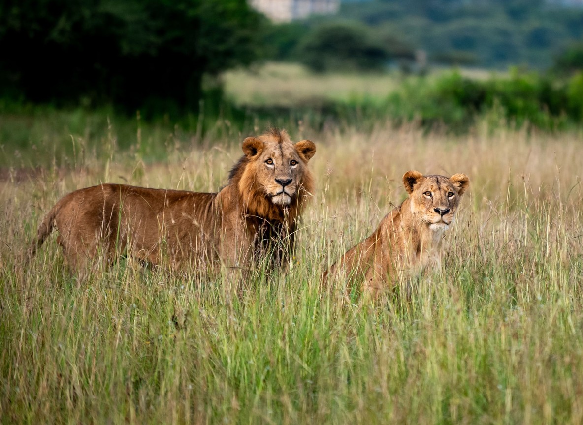 A pride of lions resting in the tall grass of the Masai Mara