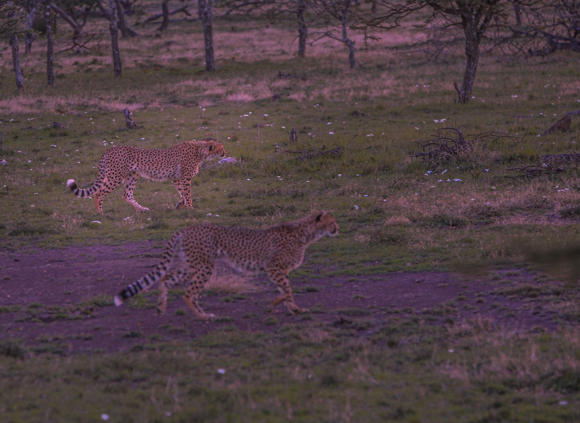 A cheetah scanning the open plains of the Masai Mara