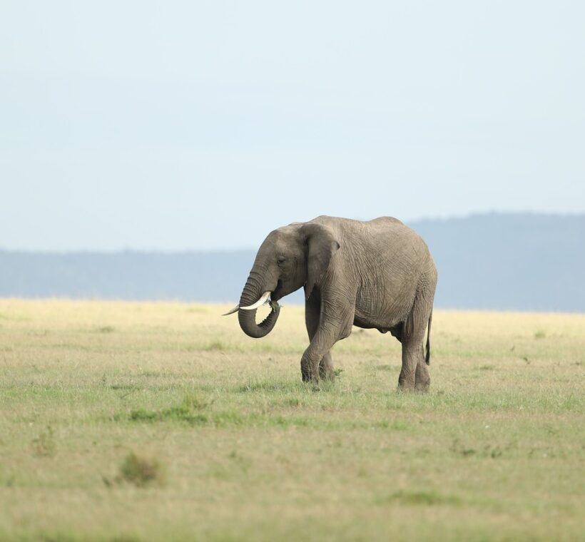 Green Masai Mara plains in February with a lioness on short grass and Mount Kilimanjaro weather building in the distance