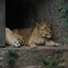 Masai Mara lion rescue story: a Kenya Wildlife Trust veterinary team treating a sedated lion in the Masai Mara Triangle at sunrise
