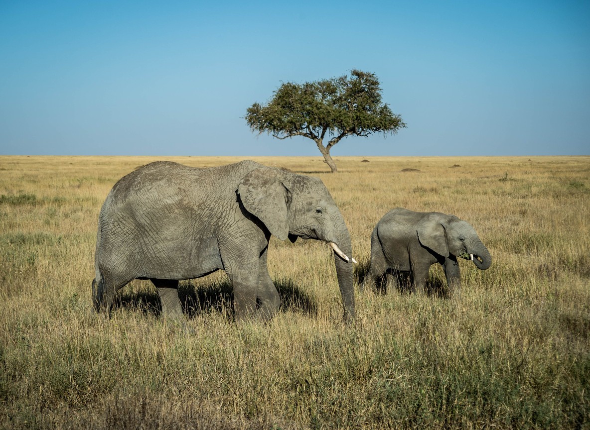 A vet vehicle from the Mara Mobile Veterinary Unit driving across open plains in the Masai Mara Triangle