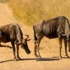 wildebeest columns approaching the water, dust rising in the morning light