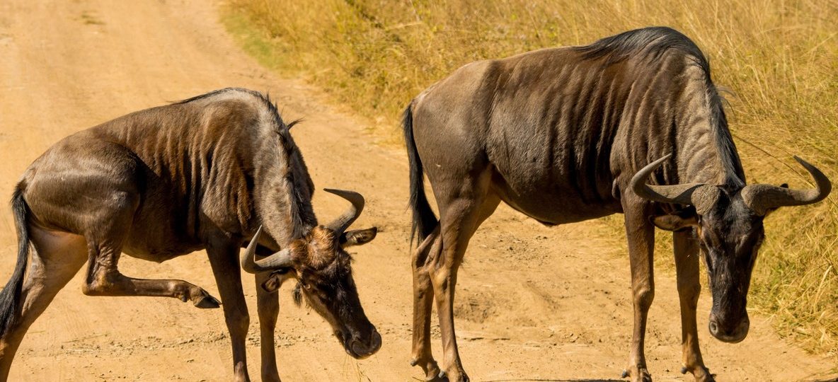 wildebeest columns approaching the water, dust rising in the morning light